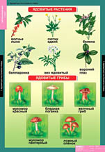 Ядовитые растения и грибы. 