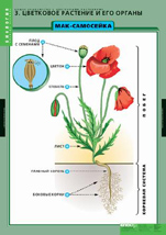 Цветковое растение и его органы