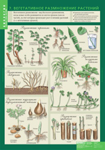 Вегетативное размножение растений