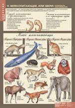 Млекопитающие, или звери: особенности, классификация.