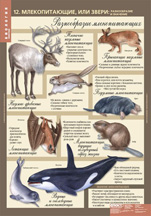 Млекопитающие, или звери: разнообразие и значение.